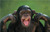 Chimp_covering_ears[1]_tiny